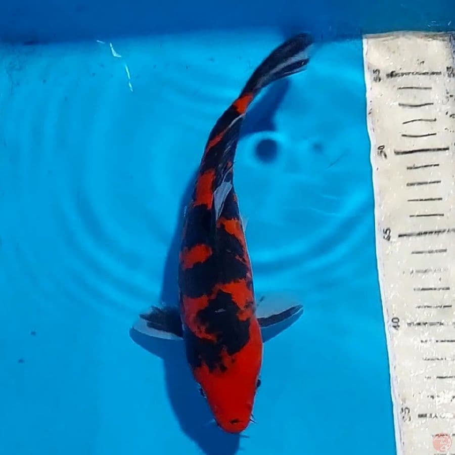Rare fire doitsu 23 CM