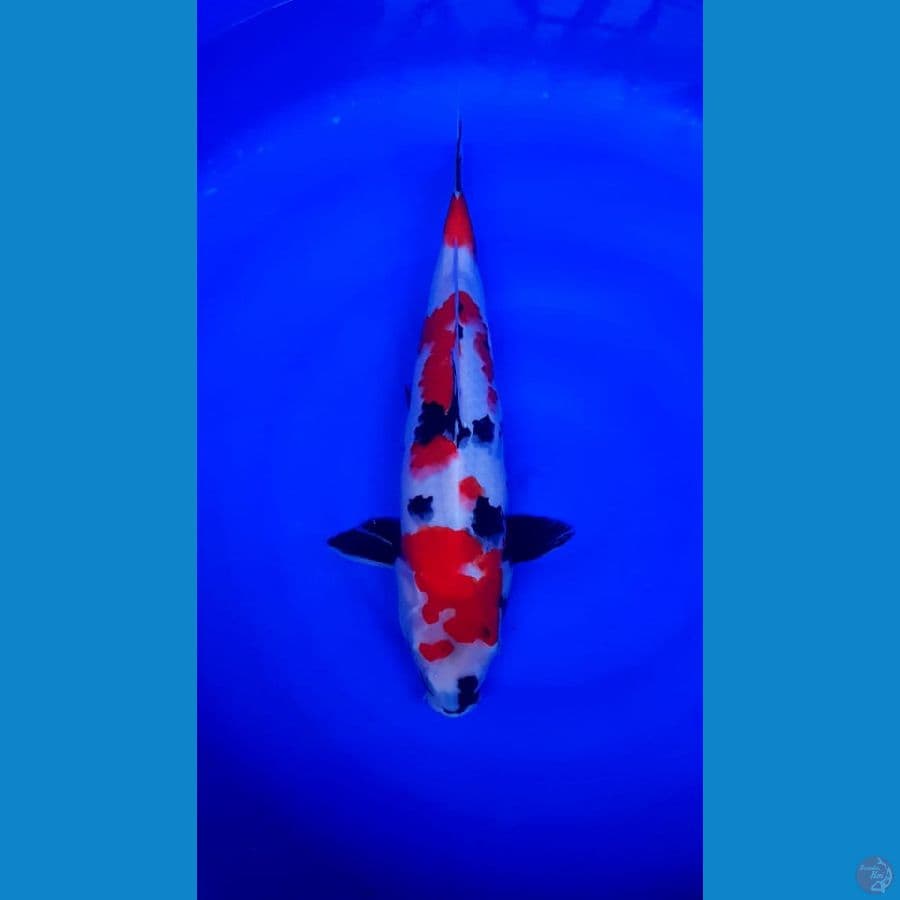 kindai showa male 40cm joosss