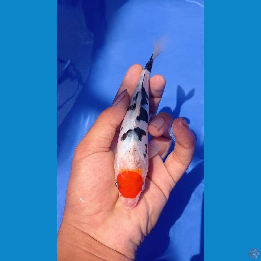 01 ~ tanco sanke 16cm