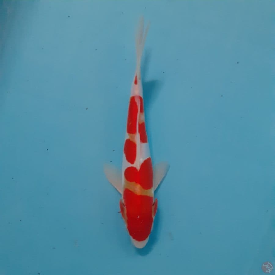*KOHAKU DOIT//ML/23 CM*