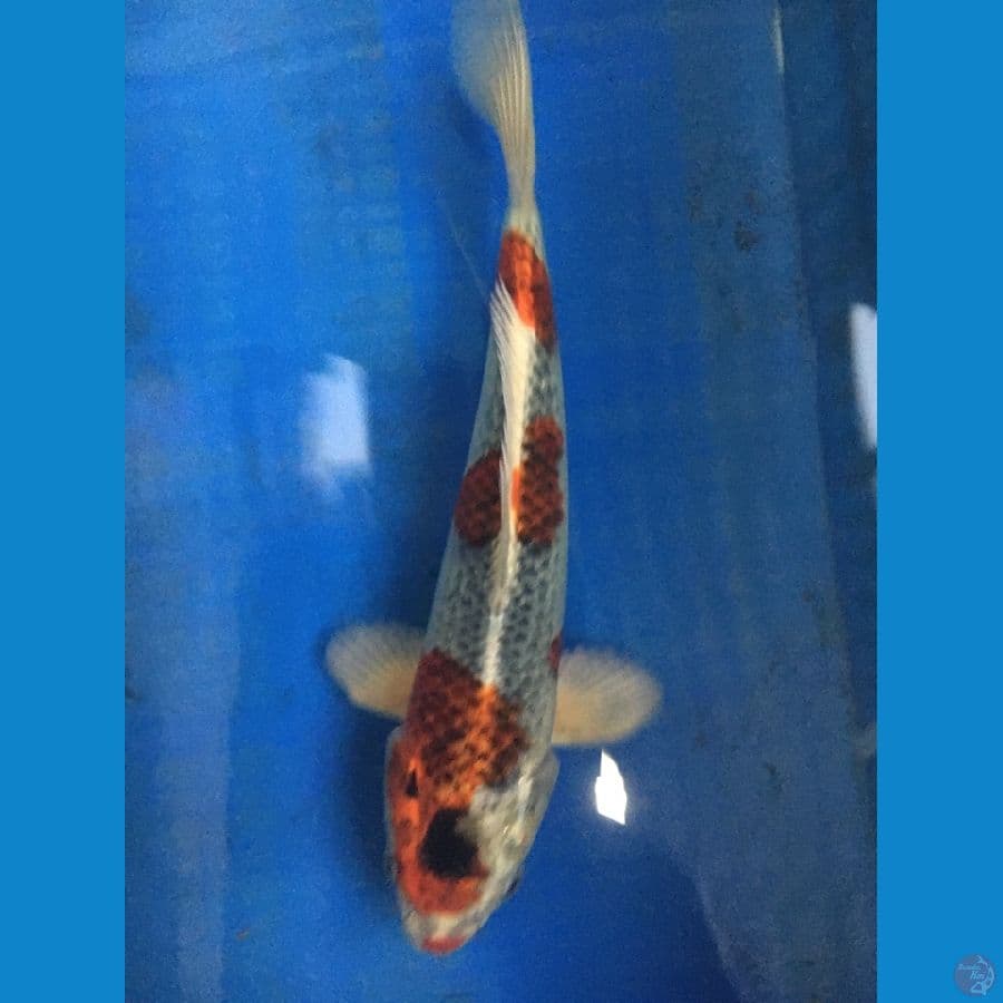 KUJAKU 27cm