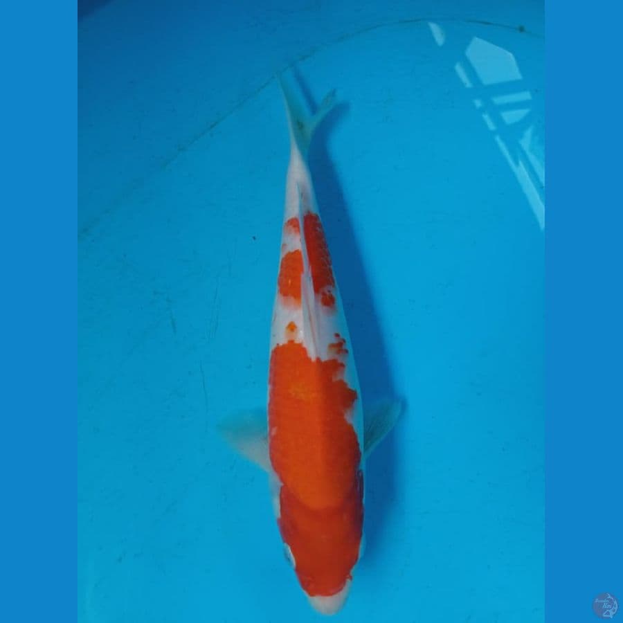 Kohaku