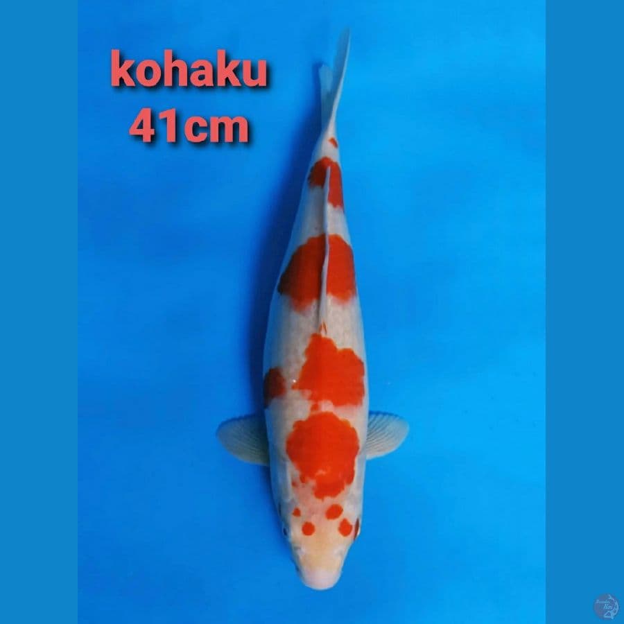 KOHAKU 41CM