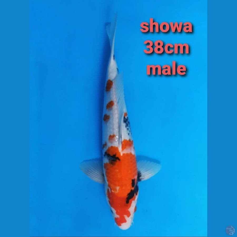 SHOWA 38CM MALE