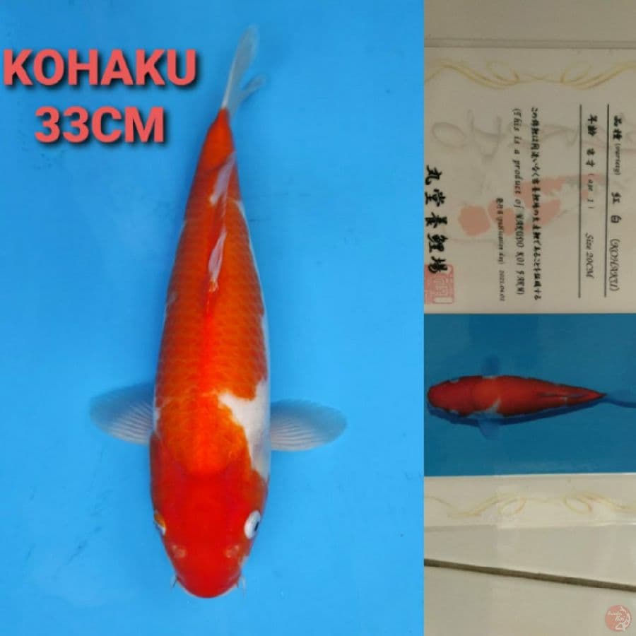 MARUDO KOHAKU 33CM