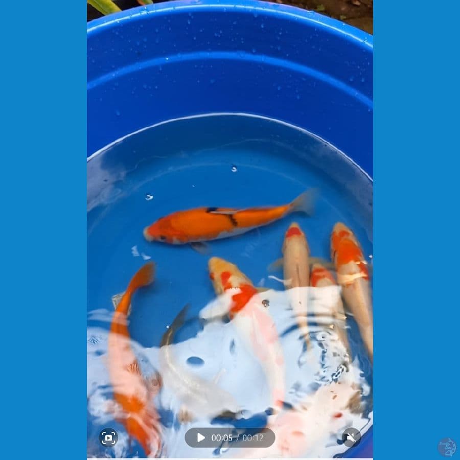 koi borongan