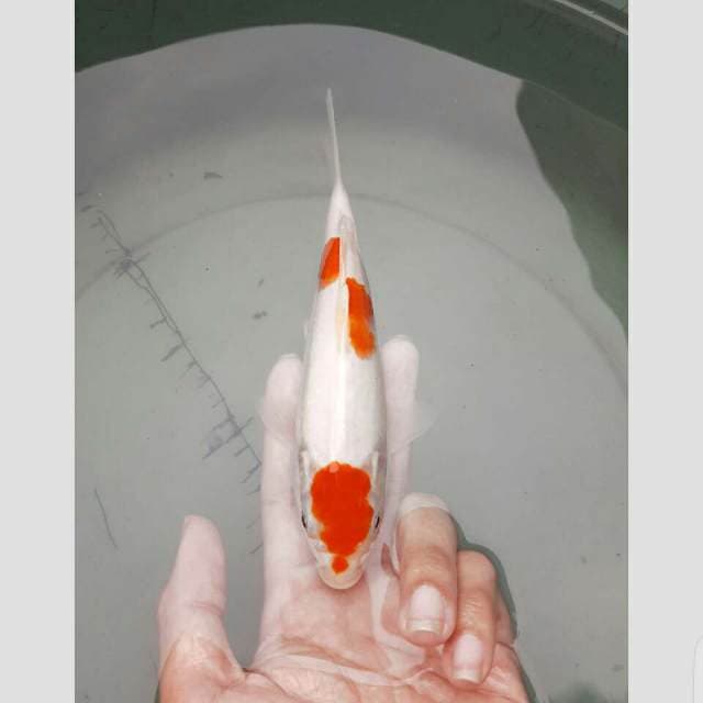 kohaku good quality 25cm