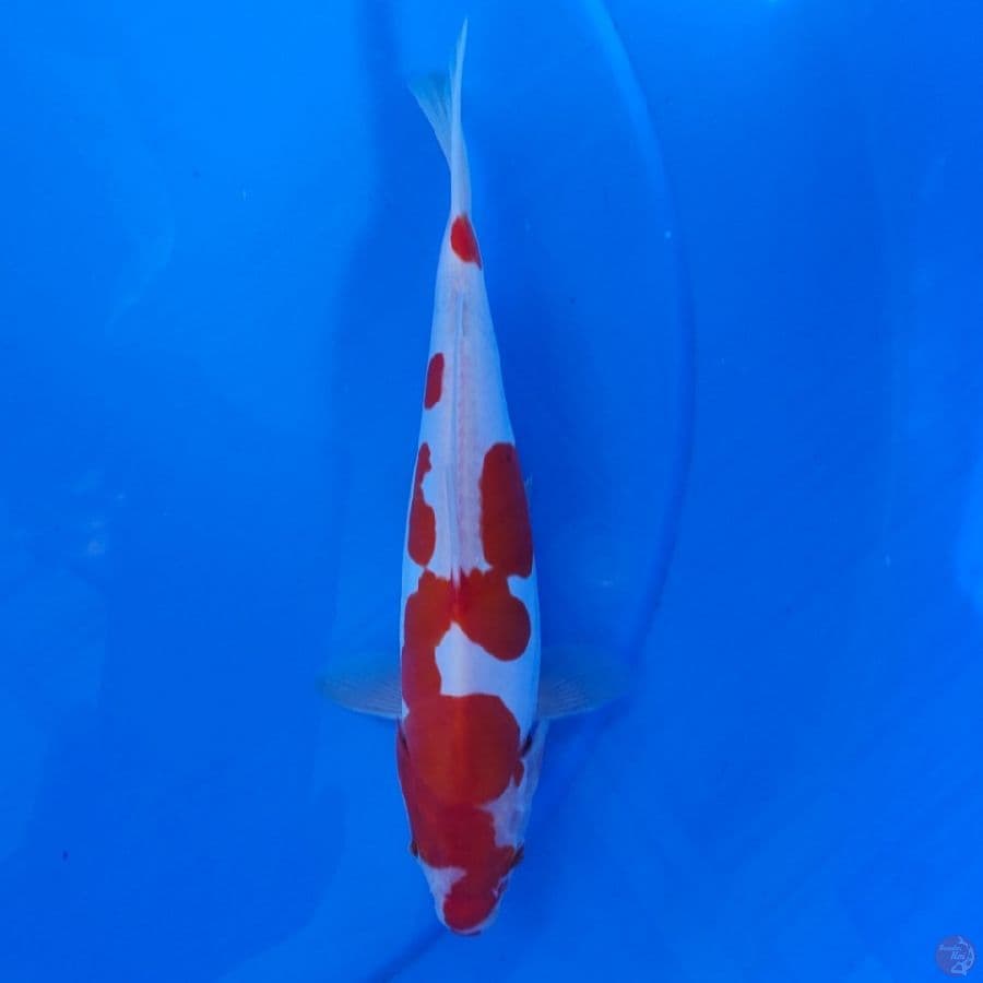 KOHAKU DOID 23CM