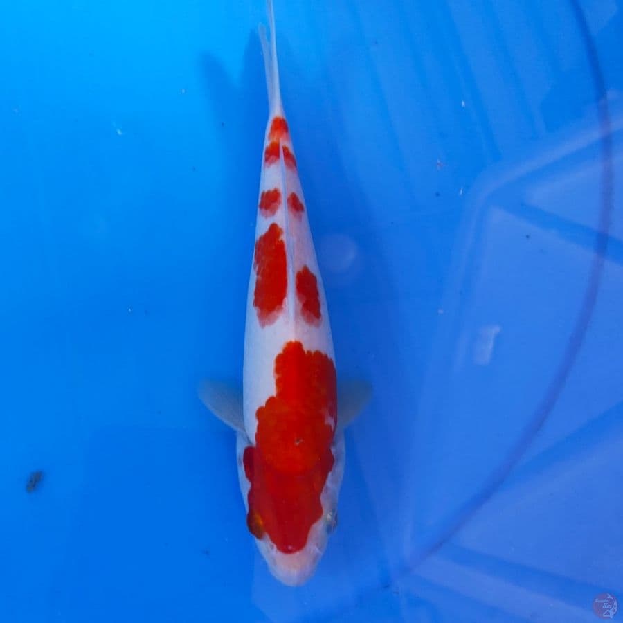 kohaku 22cm
