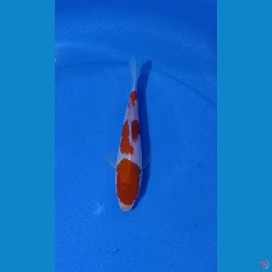 kohaku
