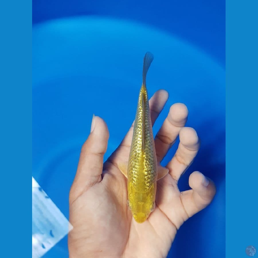 midori 14cm full gindrin