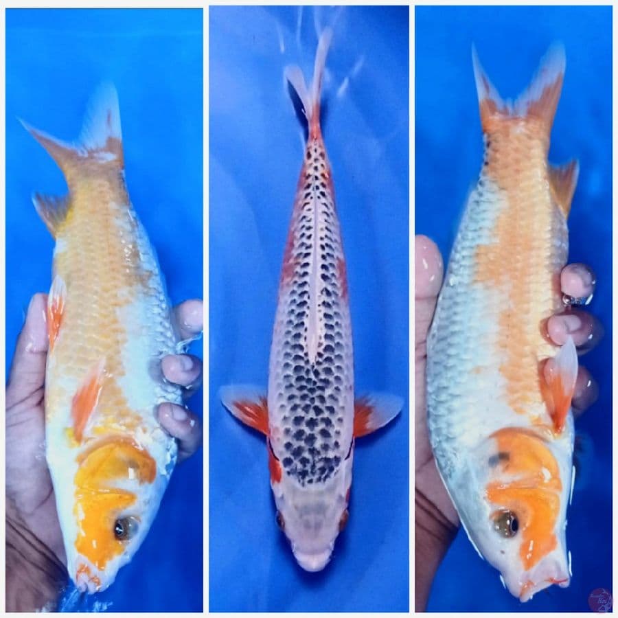 asagi 30 cm male