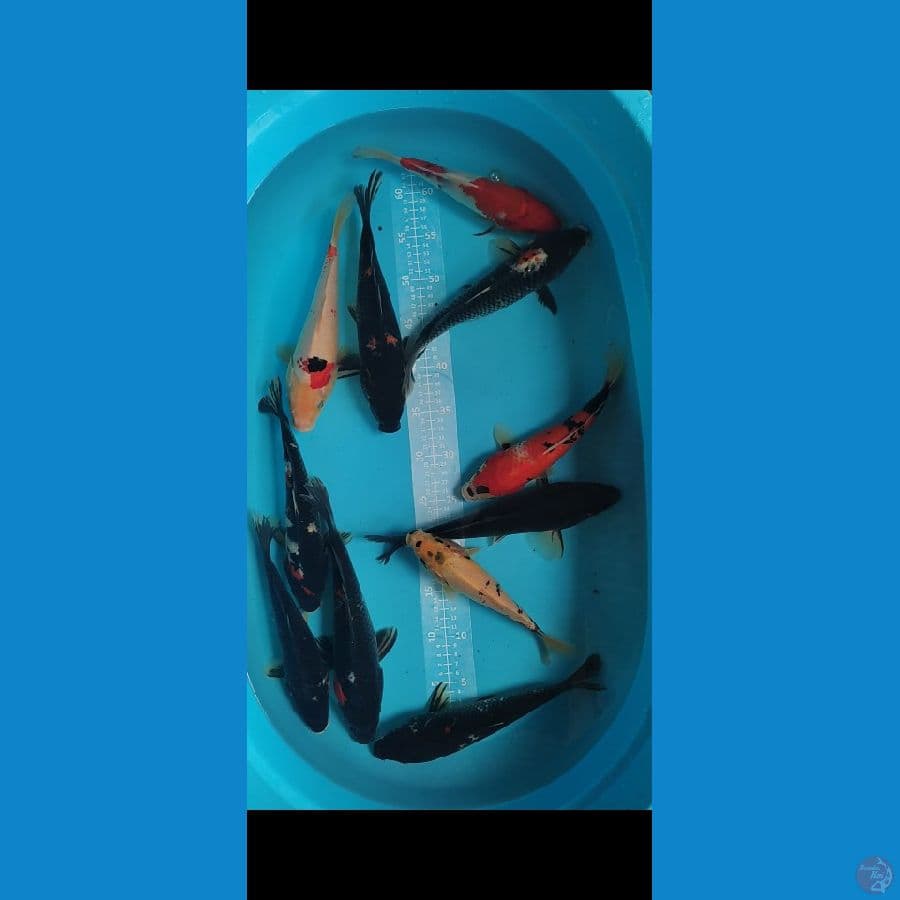 SHOWA MIX 24-27cm 11 ekor