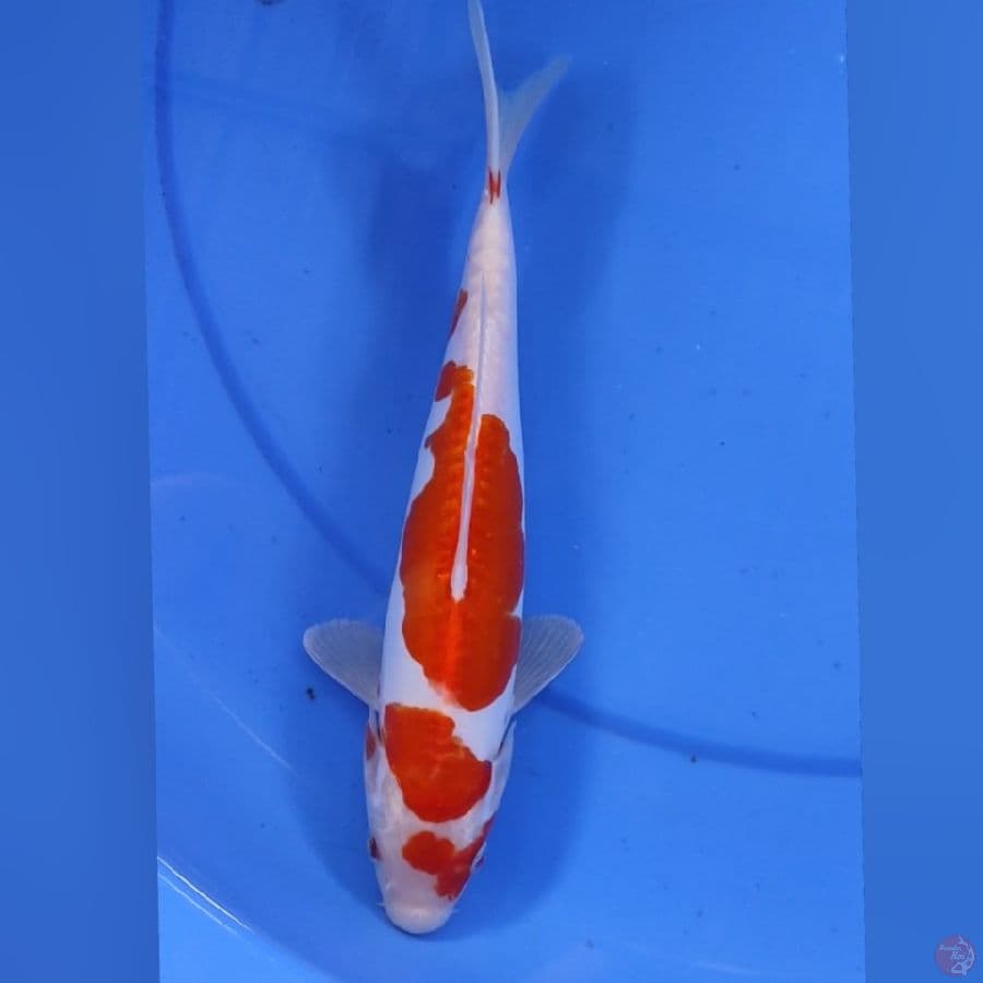 KOHAKU DOID 25CM