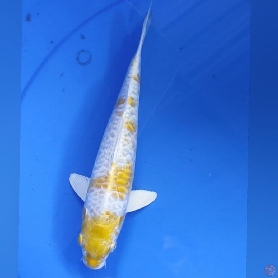 HARIWAKE 25Cm