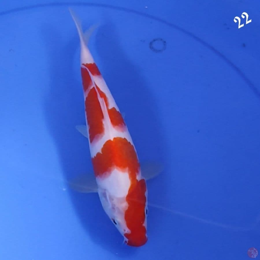 KOHAKU 22CM