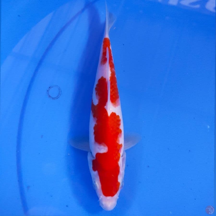KOHAKU 21Cm