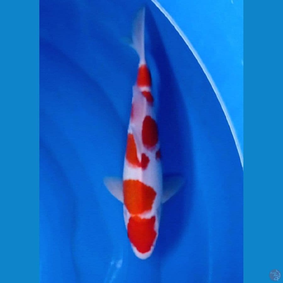 kkohaku male 30 cm