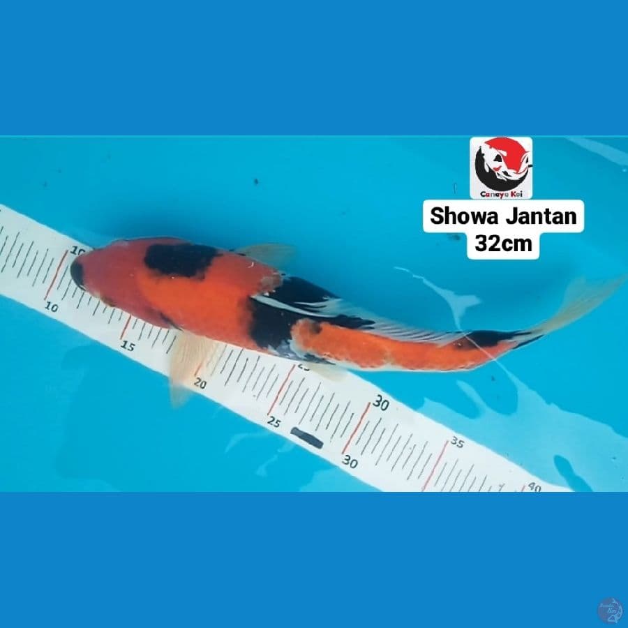 SHOWA 32 CM --- CANAYA KOI FARM