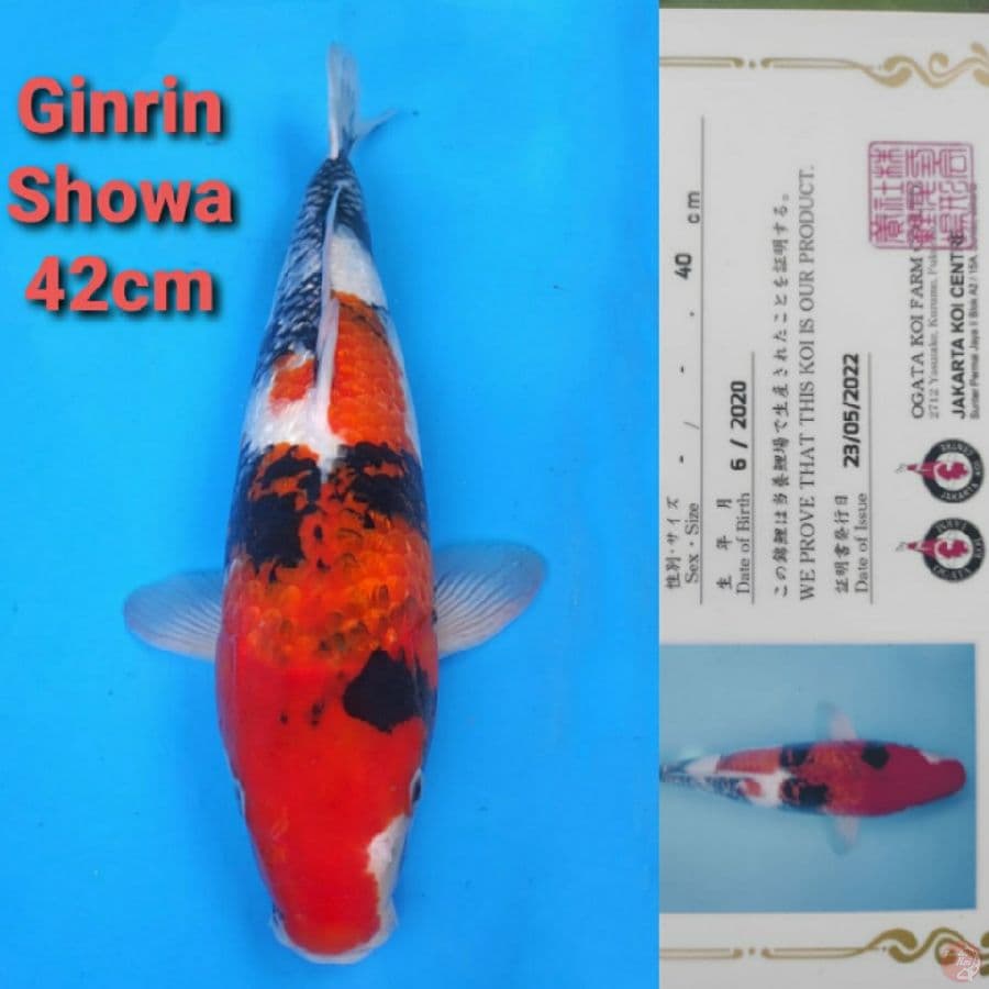 OGATA SHOWA GINRIN 42CM