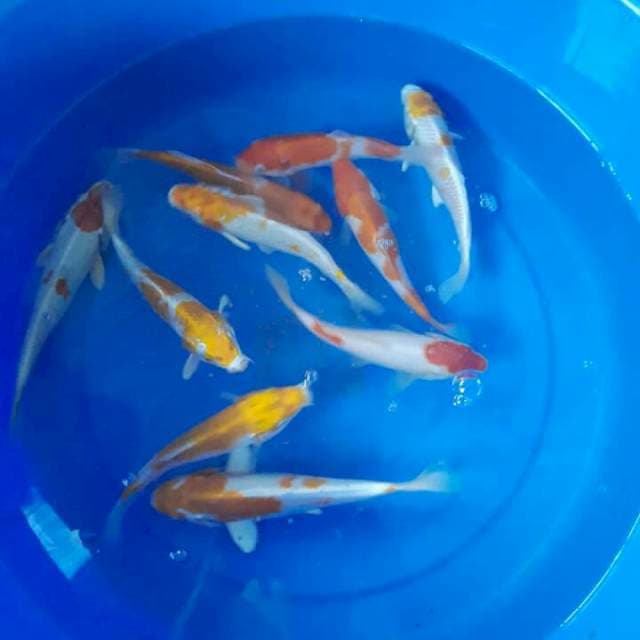 Hariwake