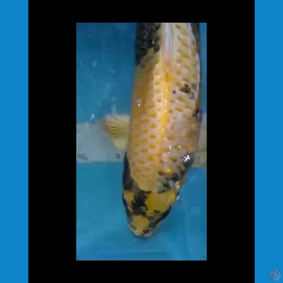 Kin kiutshuri 45 cm fm