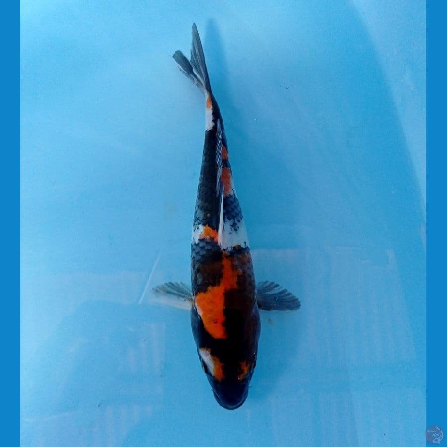 showa 22cm