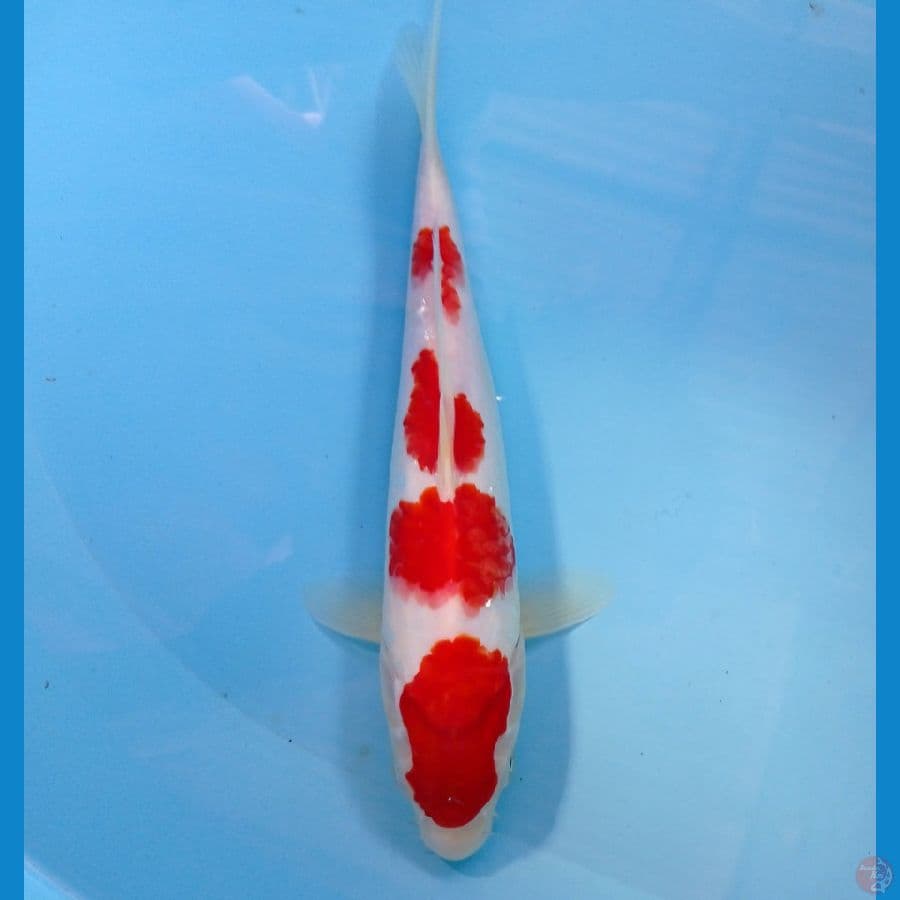 kohaku 24cm
