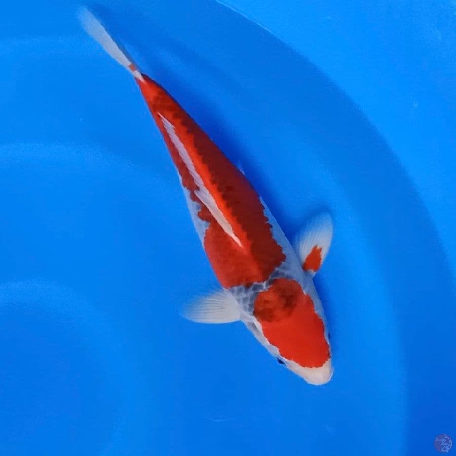 Maruten Goshiki 35cm Male