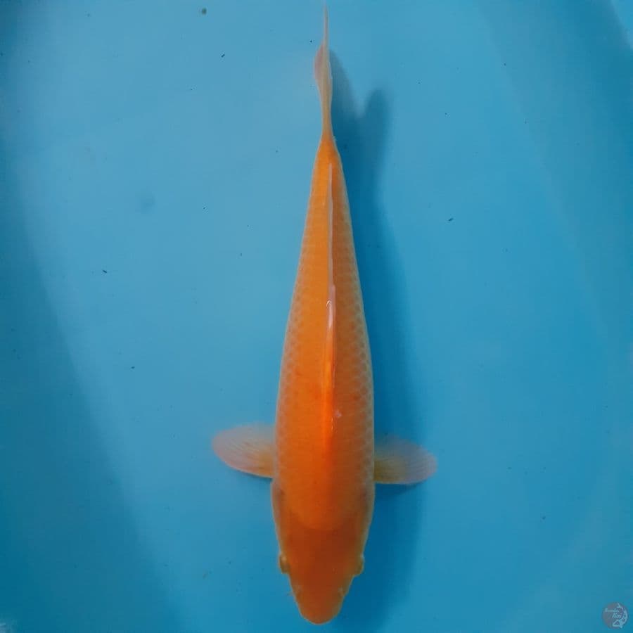 *KARASHI//FM/35 CM*