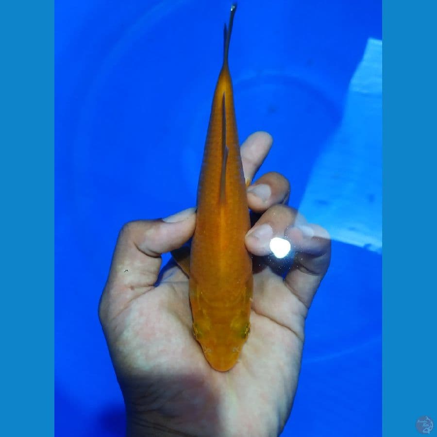 karamel 18cm body calon bulky