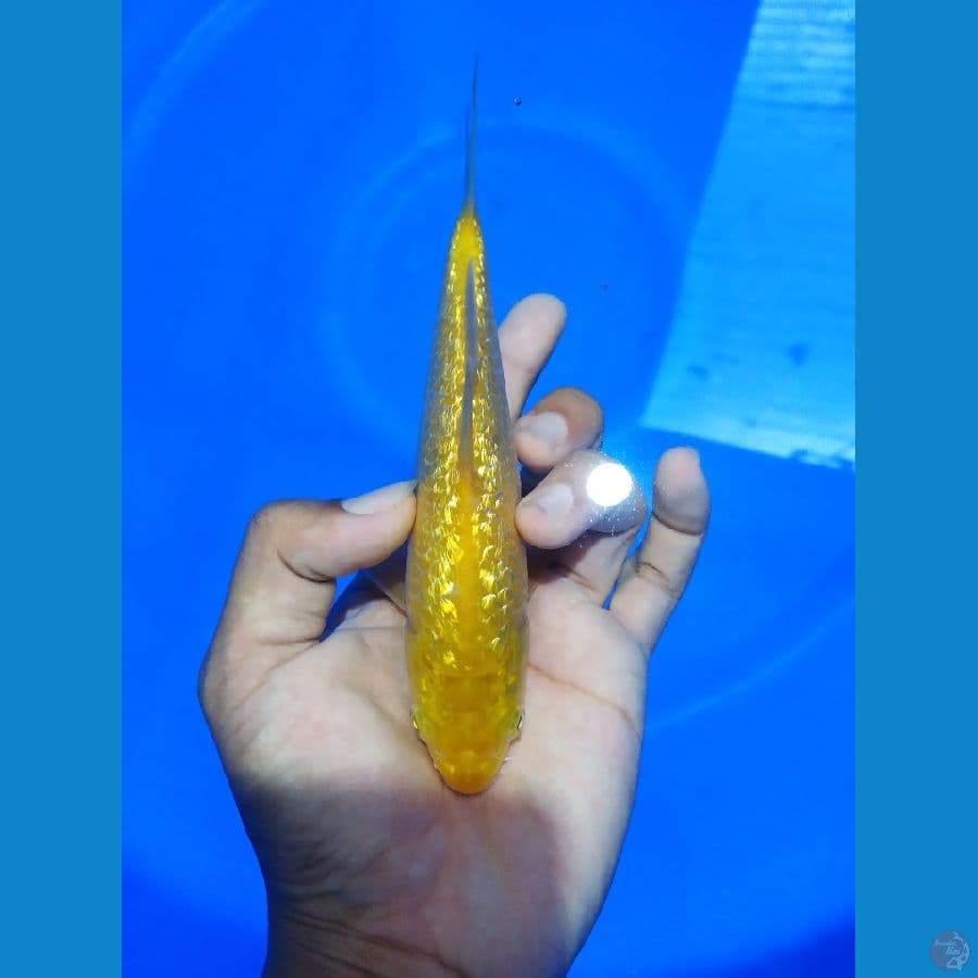 karashi ghindrin 17cm