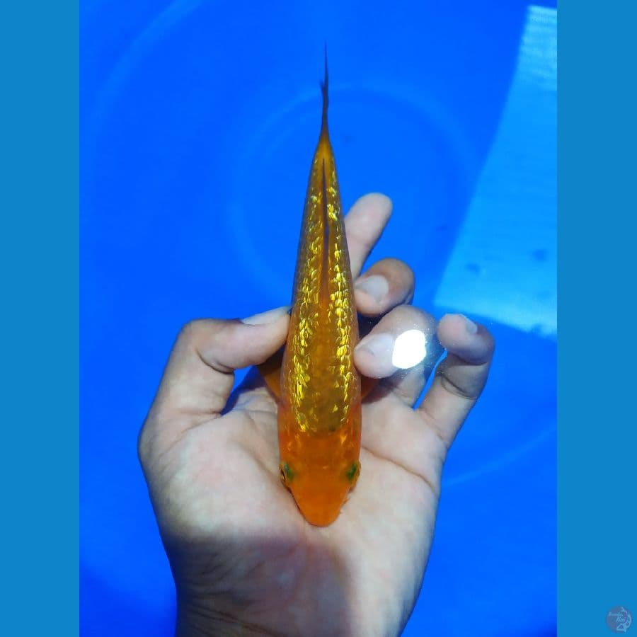 karamel ghindrin 16cm