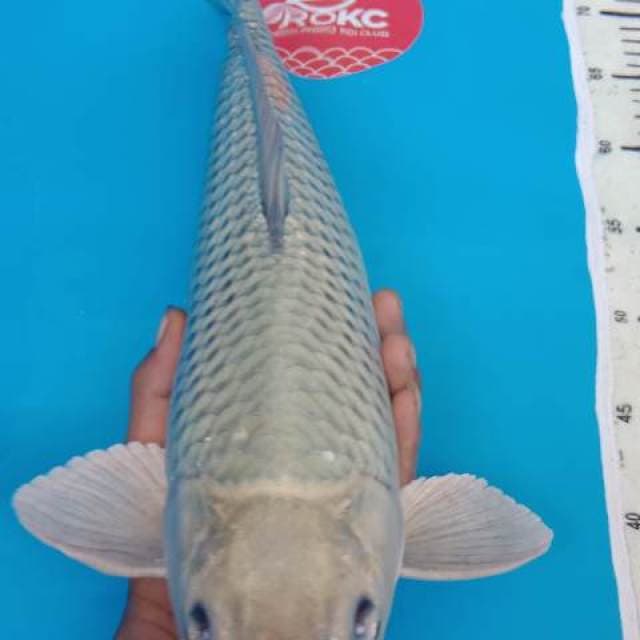 Soragoi berpunuk