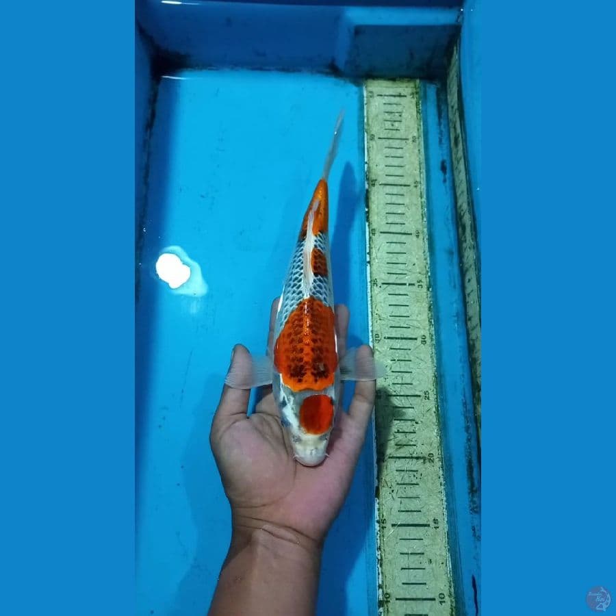 Goshiki 29cm