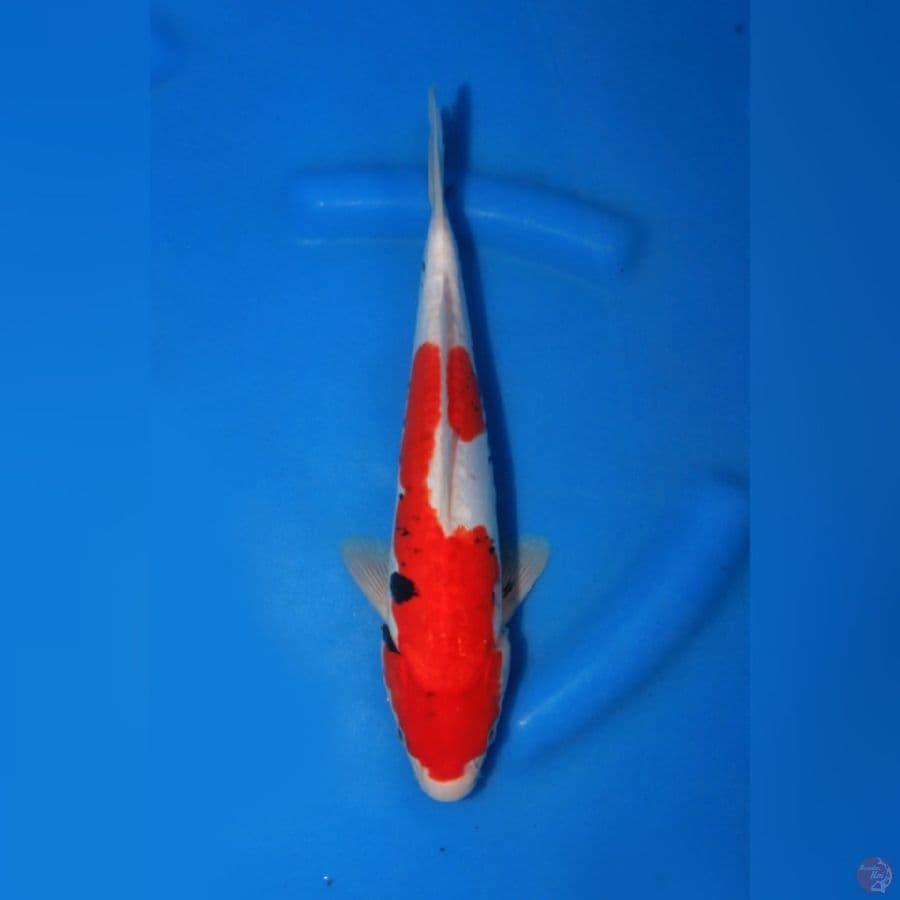 beni kumonryu tategoi 30cm