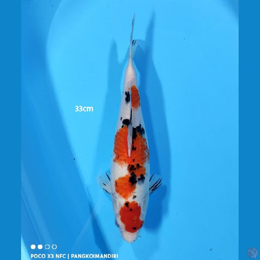 SANKE - 33CM