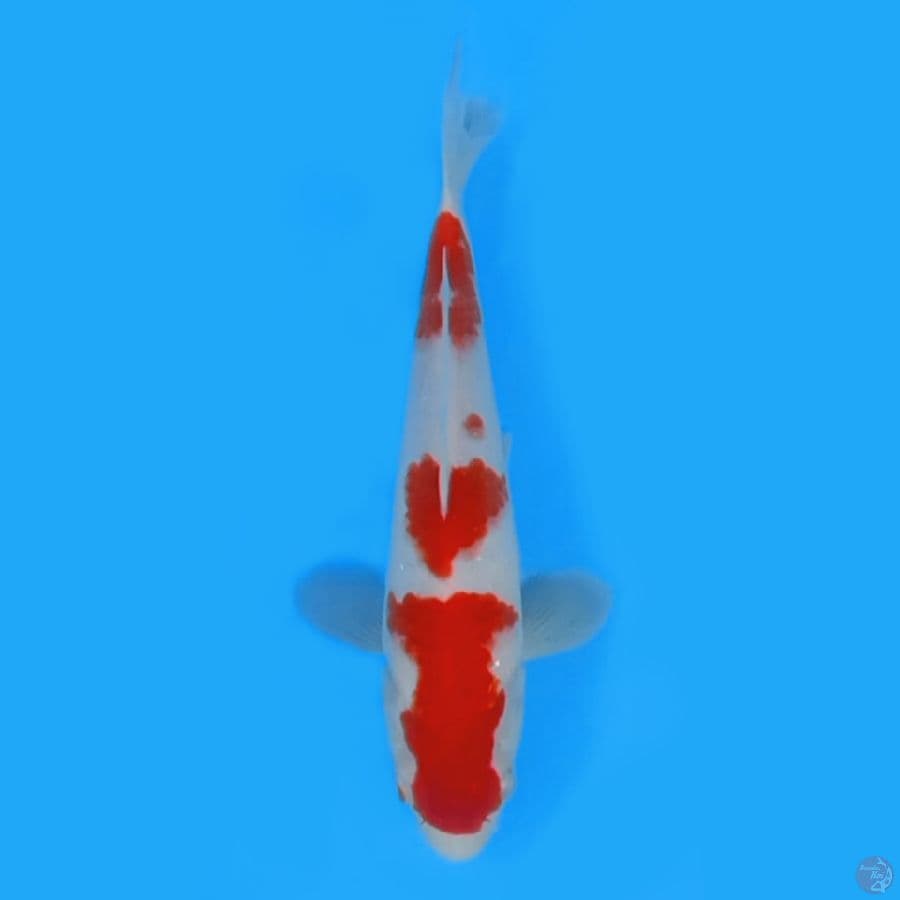 KOHAKU HQ 27cm ~FEEMALE