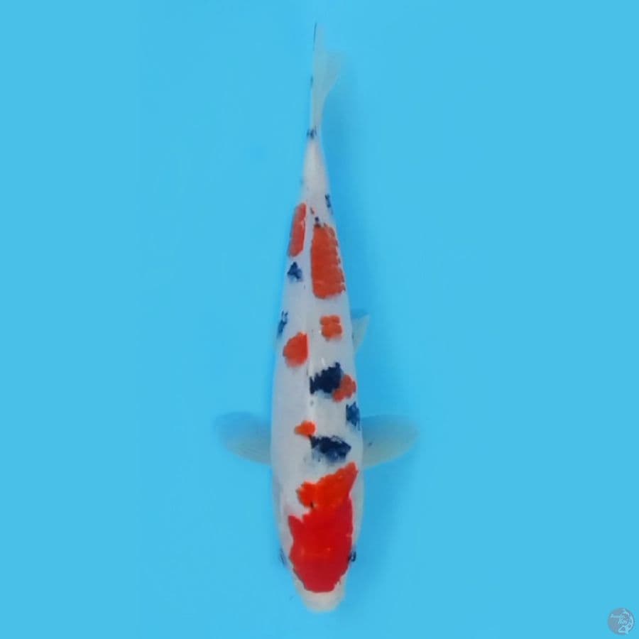 SANKE SUBOSUMI 26cm ~FEEMALE