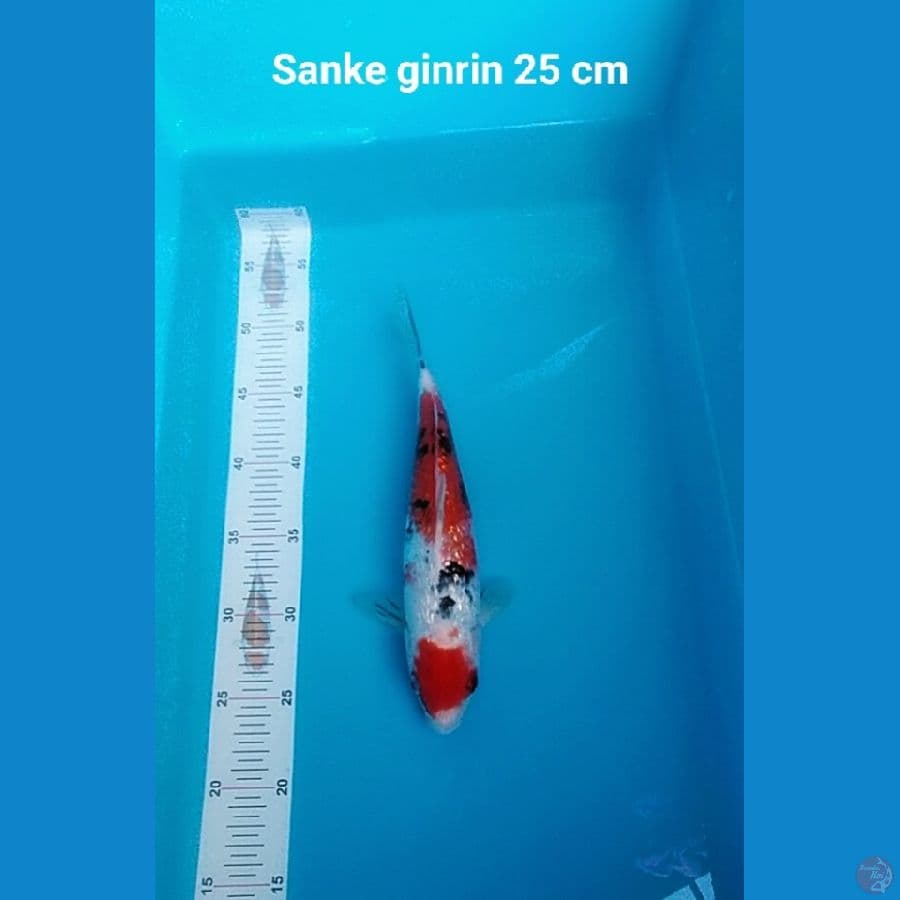 SANKE GINRIN BLING-BLING