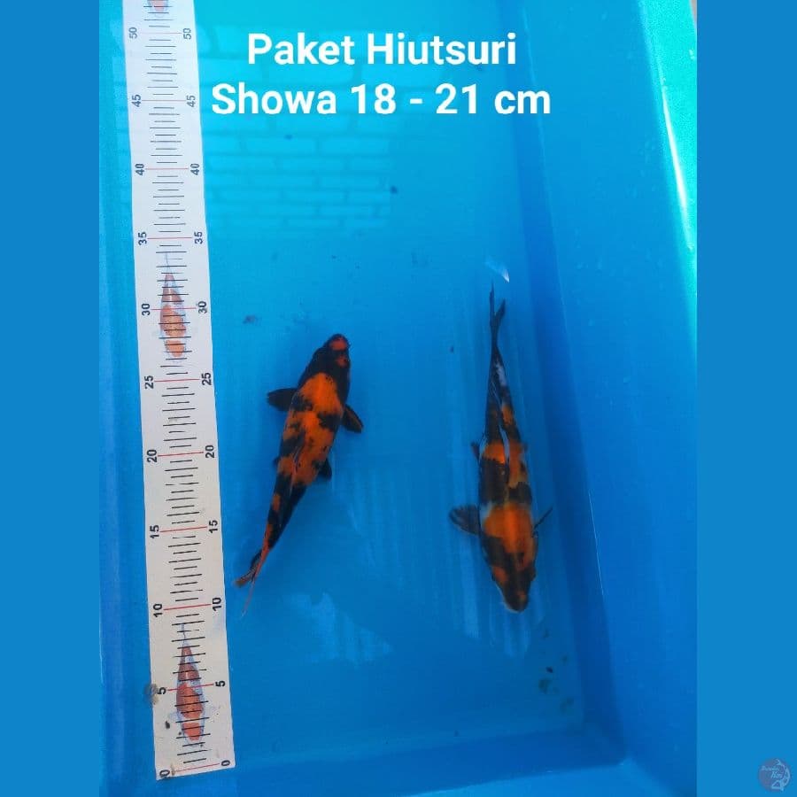 PAKET HIUTSURI SHOWA