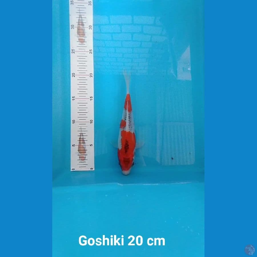Goshiki