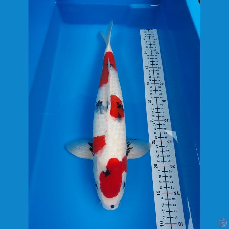 kindai showa tategoi m 45