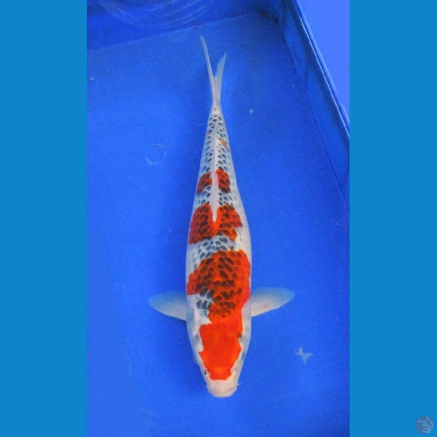 goshiki ±41cm