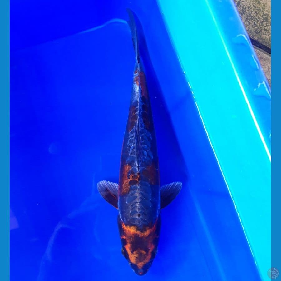 Maruten Beni Kikokuryu 31cm