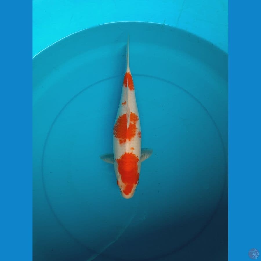 Kohaku 35cm Female