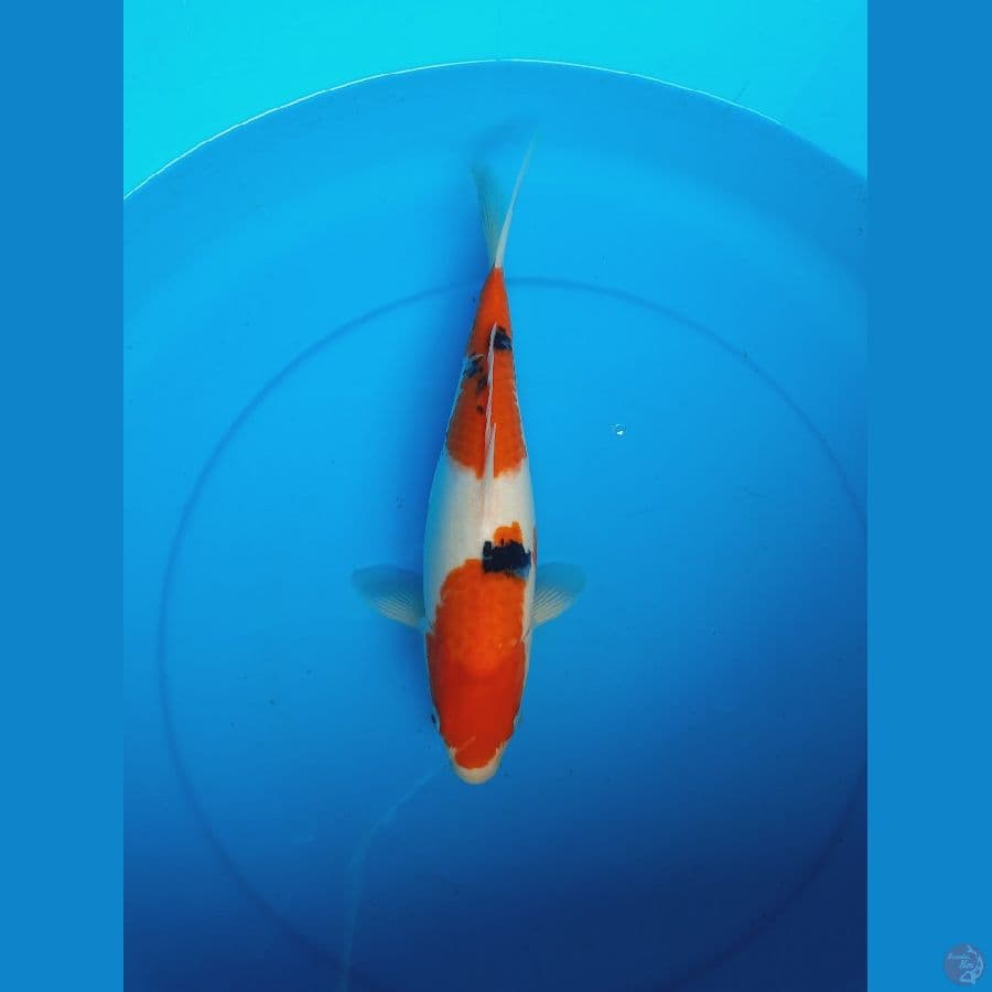 Sanke 35cm Female