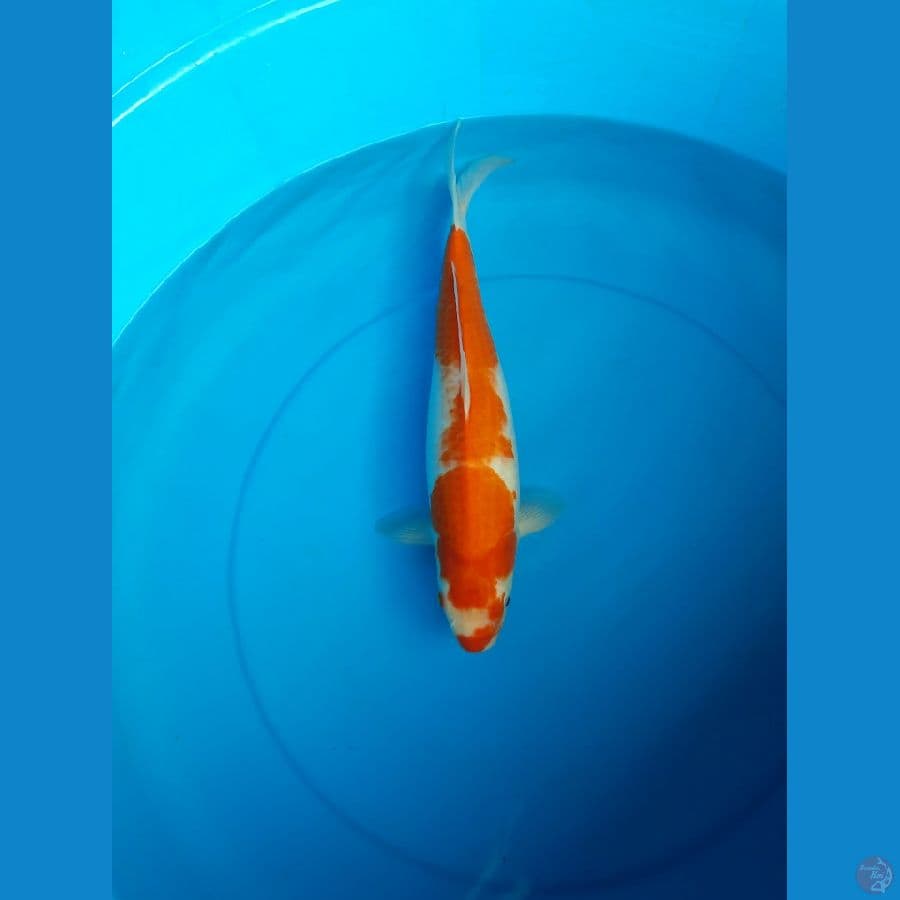 Kohaku 37cm Female