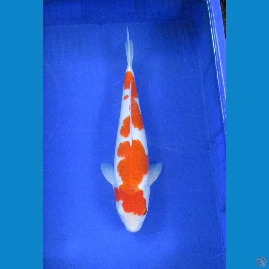 Ai Goromo 42 cm Ori