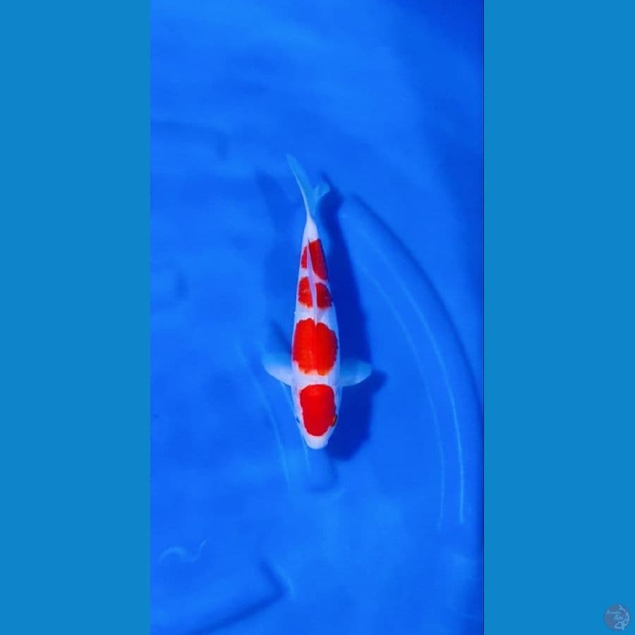 Kohaku
